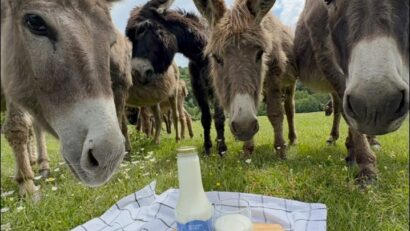 Ferma de măgăriţe din Goruia își deschide porțile pentru vizitatori. Activități și degustare de lapte proaspăt