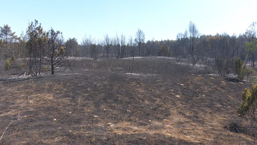Serbia se confruntă cu 10 incendii active. Aproximativ 2.000 de hectare au ars în Dunele Deliblății