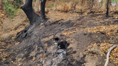 Arad: incendiu subteran în Parcul Natural Lunca Mureșului
