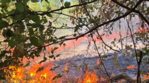 Pompierii din Timiș sunt în alertă! Incendiile de vegetație se înmulțesc pe timp de caniculă