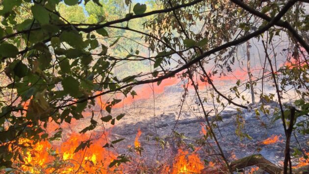 Pompierii din Timiș sunt în alertă! Incendiile de vegetație se înmulțesc pe timp de caniculă