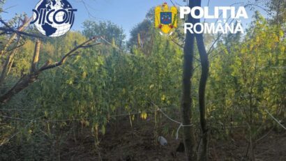 Percheziții într-un dosar de trafic de droguri de risc în Caraș-Severin