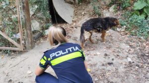 Câine de 15 ani, preluat de Poliția Animalelor din Anina. Proprietarul a fost amendat cu 12.000 de lei