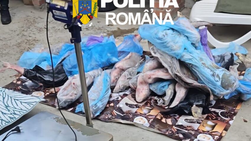 Percheziții în Caraș-Severin într-un dosar privind pescuitul ilegal. Sute de kilograme de pește și bani, ridicate de polițiști