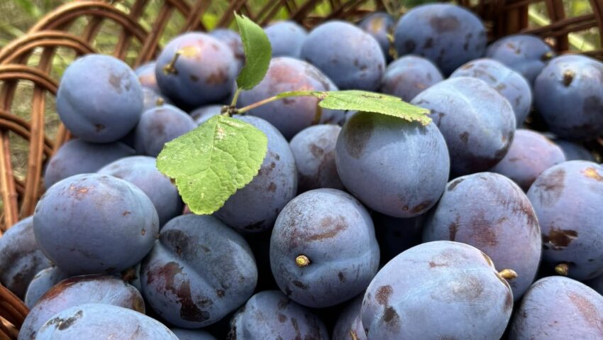 Recolta de prune, mere și pere este bună în acest an. Pomicultorii din Caraş-Severin au început culesul soiurilor de toamnă