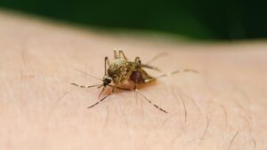 Alertă West Nile în Europa: peste 1.000 de cazuri în 15 țări. Numărul infectărilor a crescut brusc