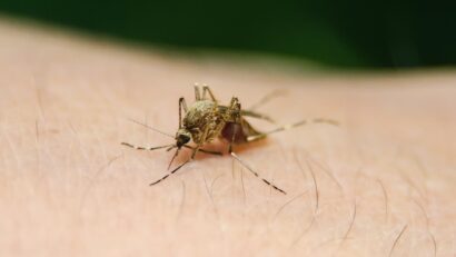 Alertă West Nile în Europa: peste 1.000 de cazuri în 15 țări. Numărul infectărilor a crescut brusc