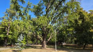 Timișoara începe identificarea și protejarea arborilor remarcabili. Un Ginkgo biloba de peste 120 de ani, legat de familia Mühle, se află pe listă