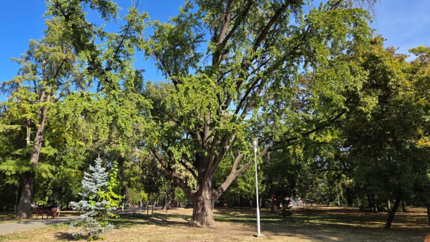 Timișoara începe identificarea și protejarea arborilor remarcabili. Un Ginkgo biloba de peste 120 de ani, legat de familia Mühle, se află pe listă