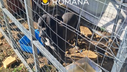 Amenzi de 9.000 de lei pentru nereguli privind protecția animalelor, la Ciacova