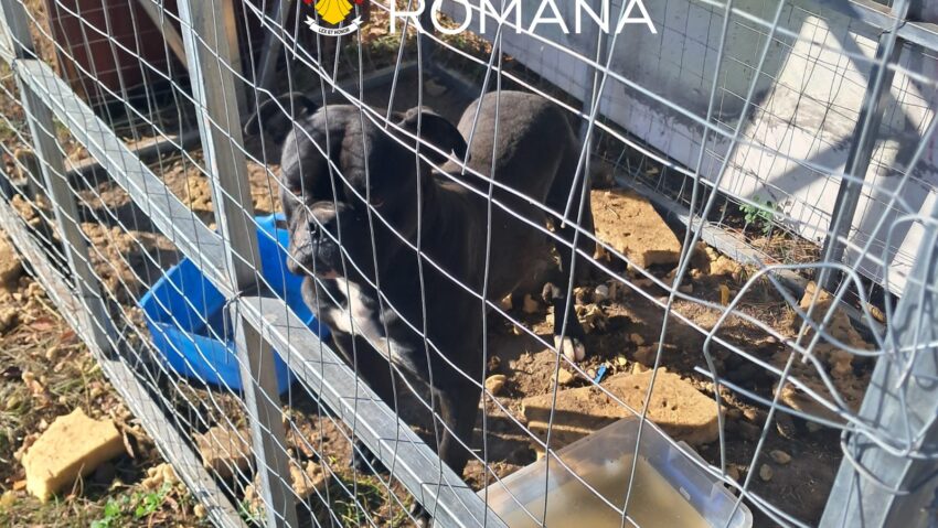 Amenzi de 9.000 de lei pentru nereguli privind protecția animalelor, la Ciacova