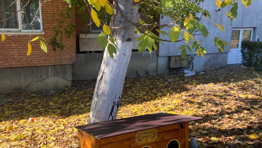 20 de căsuțe pentru pisicile comunitare, amplasate în Arad. Primăria continuă programul