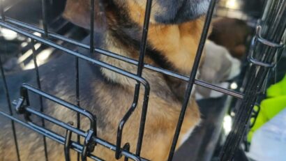 Caraș-Severin: 11 câini aflați în pericol, salvați de polițiștii pentru protecția animalelor