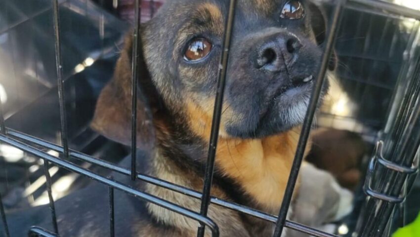Caraș-Severin: 11 câini aflați în pericol, salvați de polițiștii pentru protecția animalelor